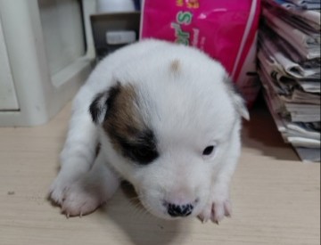 보령시유기동물보호소_444451202501048